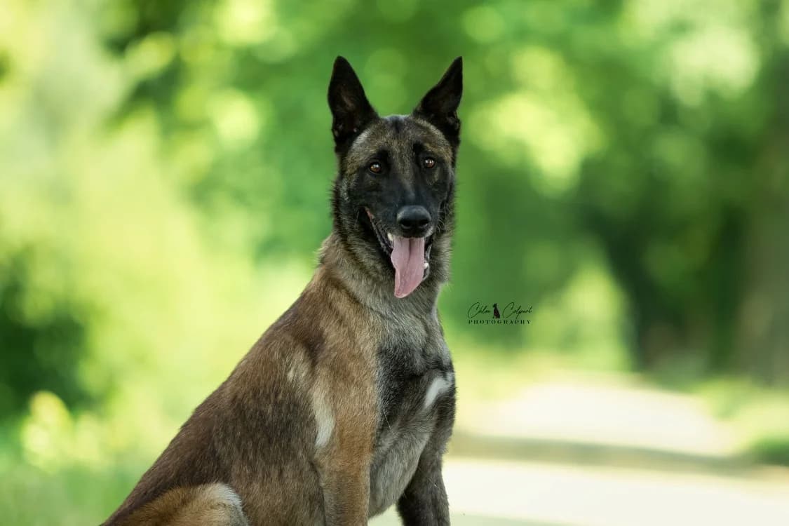 Poa Paddock, Belgian Malinois (SPA Golfech)
