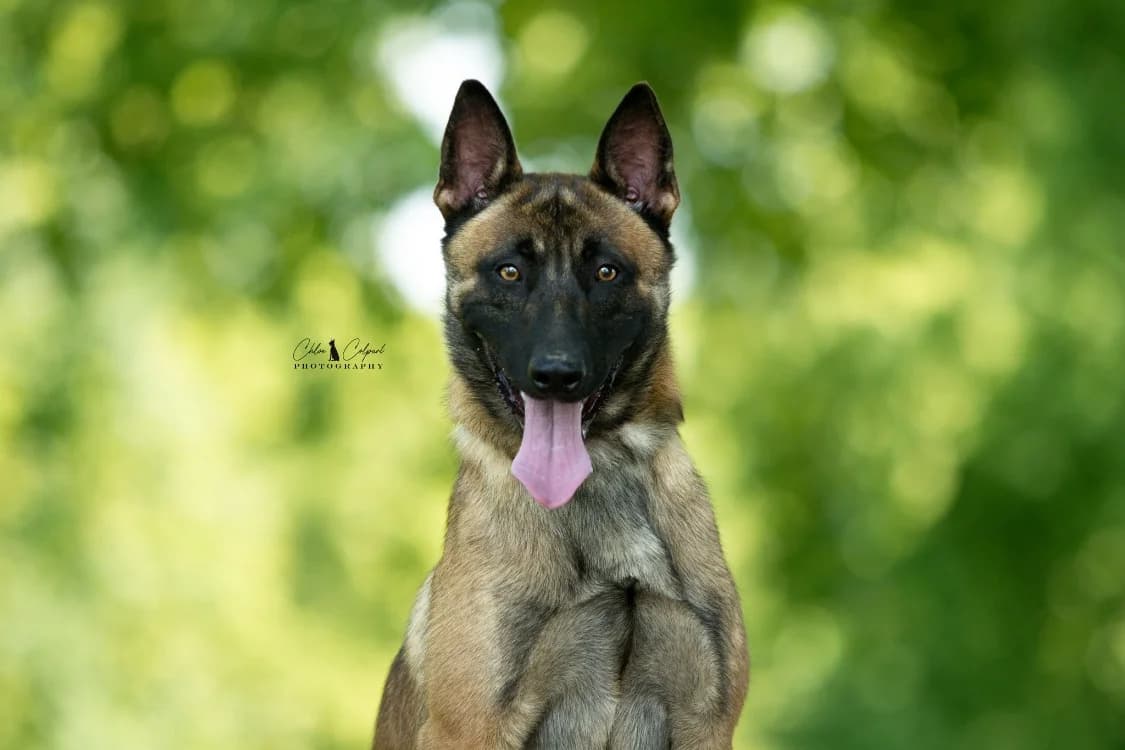 Pesto, male young Belgian Malinois for adoption at SPA Golfech, Golfech