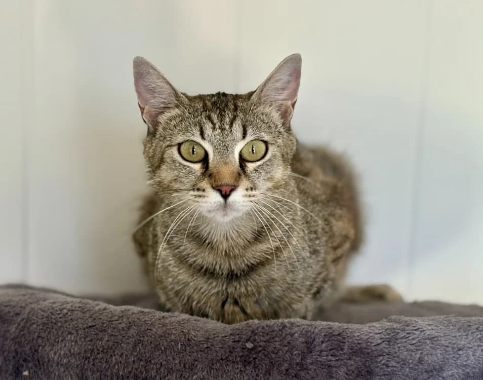 Abby, female young Mixed Breed for adoption at SPA Golfech, Golfech
