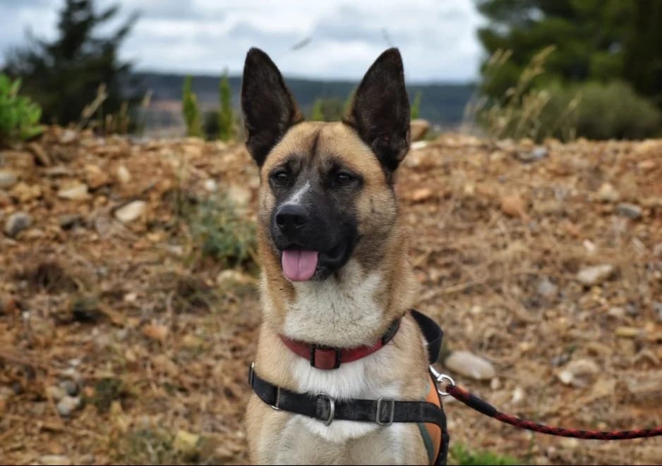 Zéphir, male 4yo Mixed Breed for adoption at SPA Golfech, Golfech