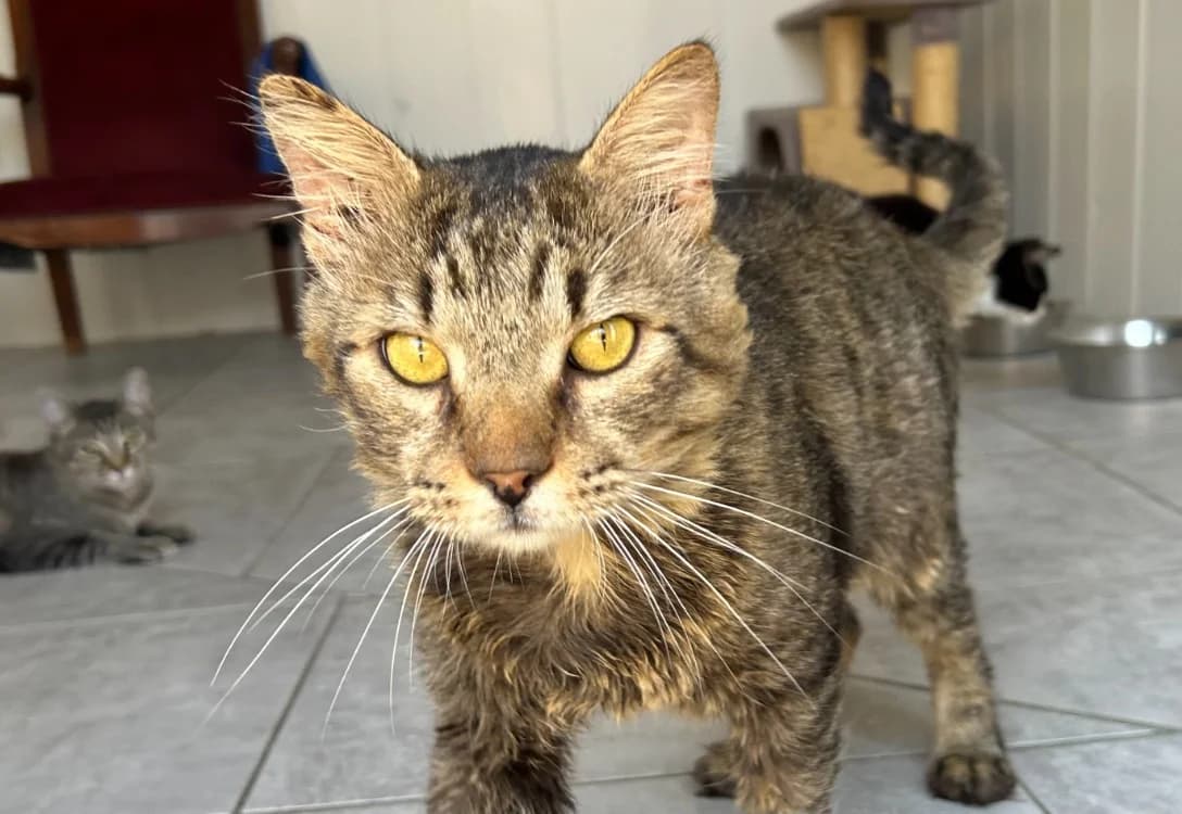 Gruyère, male senior Mixed Breed for adoption at SPA Golfech, Golfech