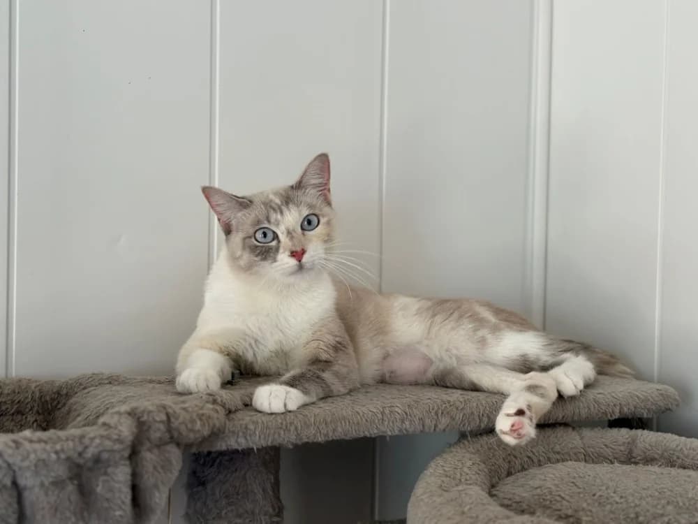 Nuit Blanche, female young Mixed Breed for adoption at SPA Golfech, Golfech