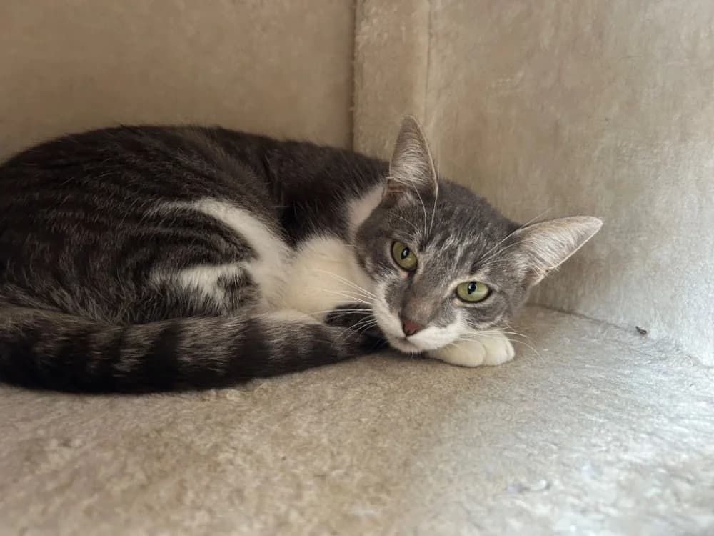 Miraz, female young Mixed Breed for adoption at SPA Golfech, Golfech