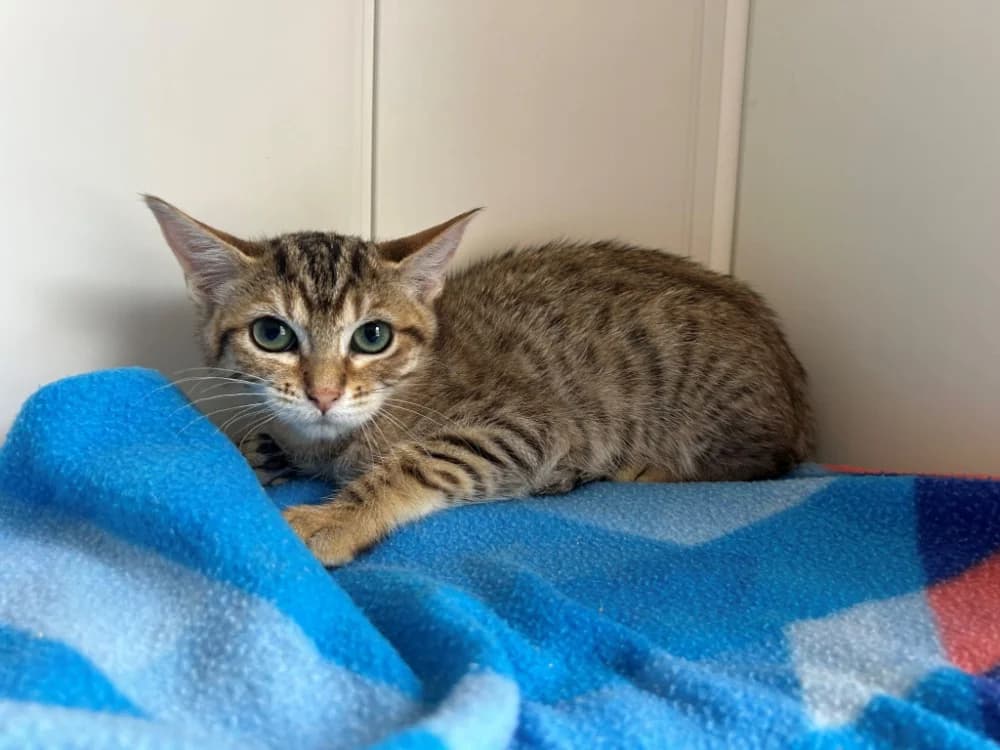 Banane, female Mixed Breed for adoption at SPA Golfech, Golfech