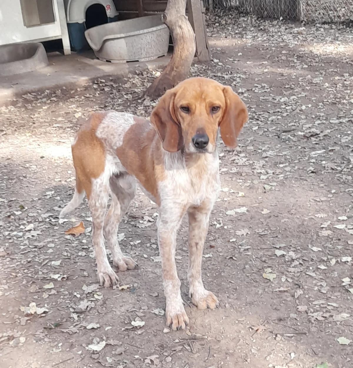 PACO, male 4yo mixed breed for adoption at SPA Grillon