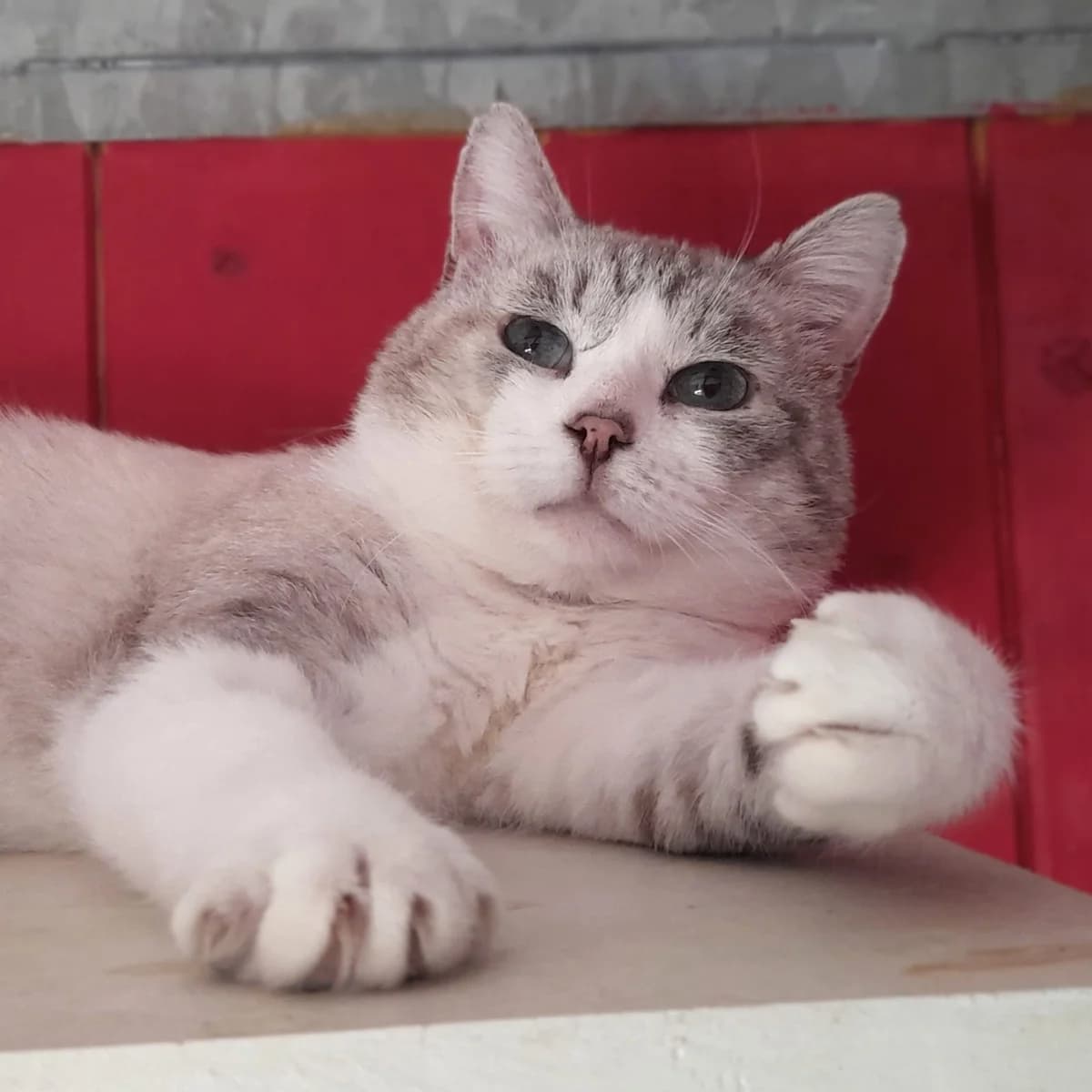 BALISTO, male young European Shorthair for adoption at SPA de l