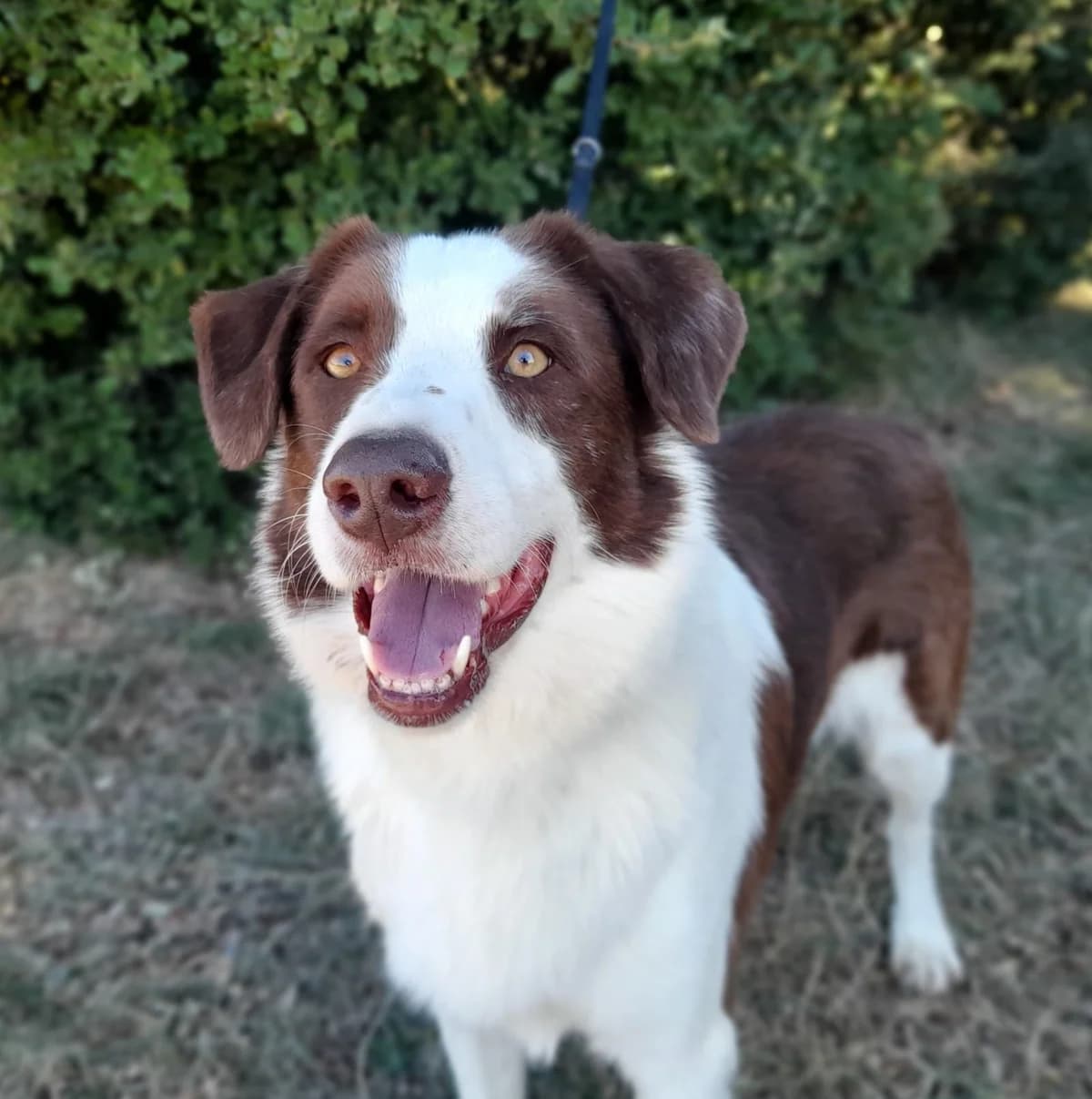 Ghost, male young mixed breed for adoption at SPA Grillon
