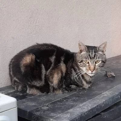LUCKY, male senior European Shorthair for adoption at SPA de l