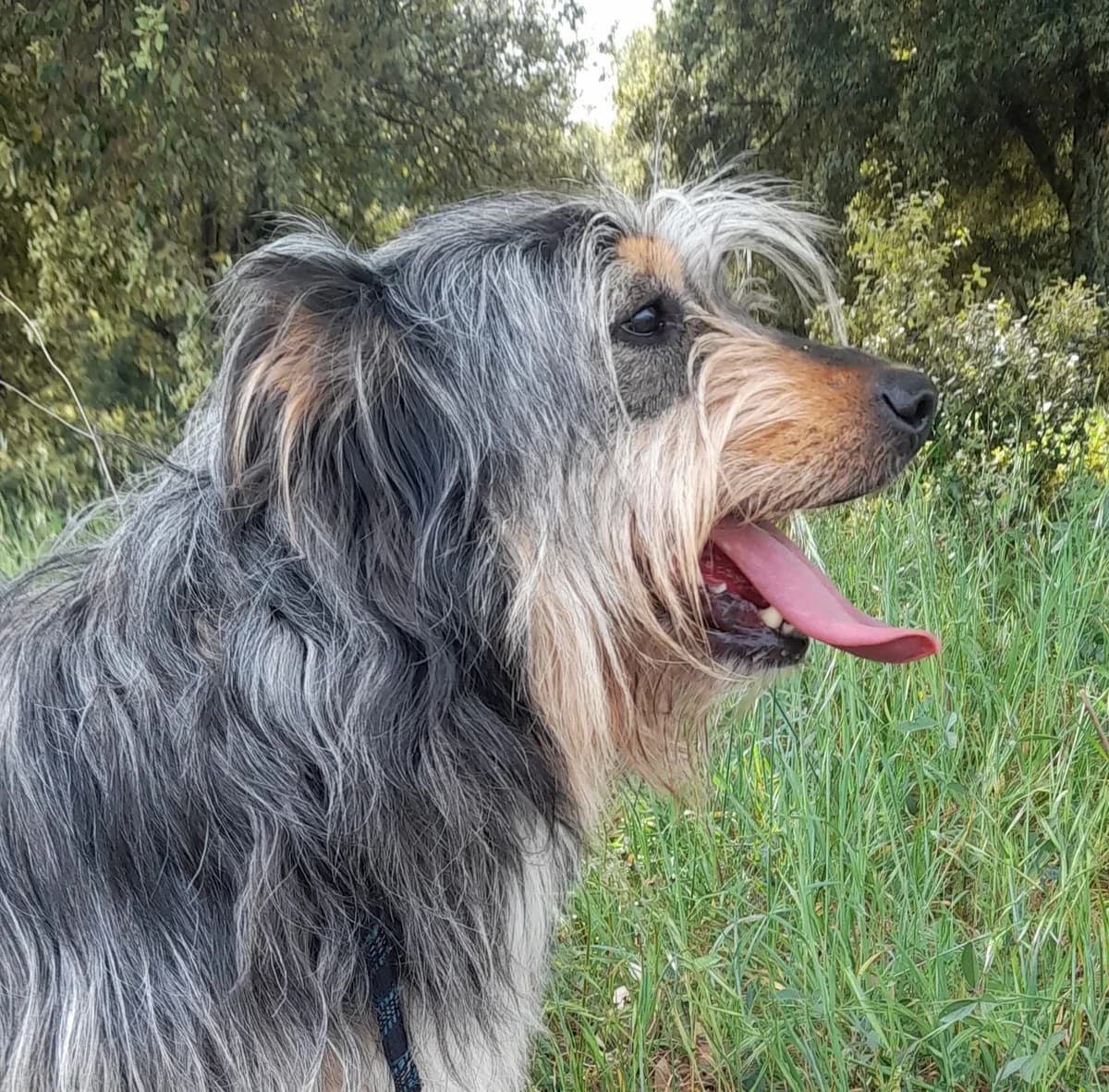 MONOI, female 4yo mixed breed for adoption at SPA de l