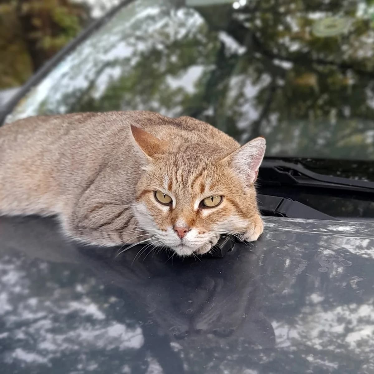 O’MALLEY, male senior European Shorthair for adoption at SPA de l