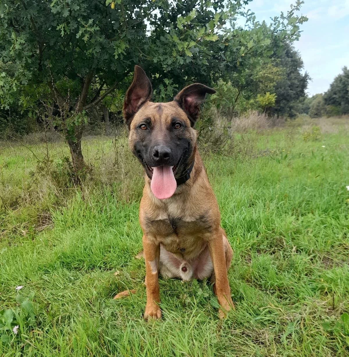 PROSPER, male 3yo Belgian Malinois for adoption at SPA de l