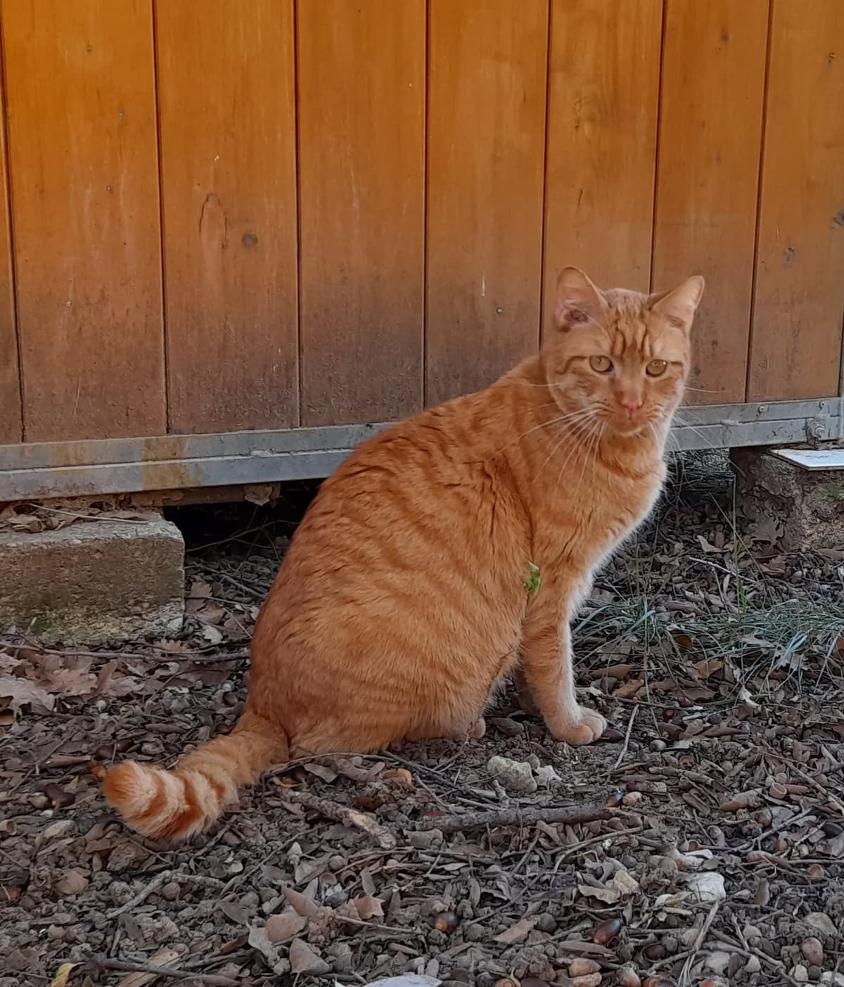 Sake, male 5yo European Shorthair for adoption at SPA Grillon
