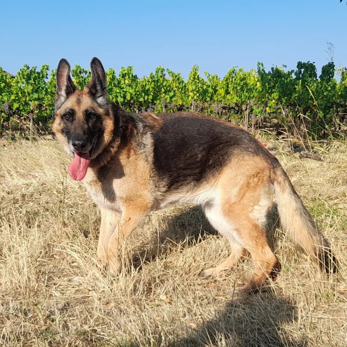 Snookie, female senior German Shepherd for adoption at SPA Grillon