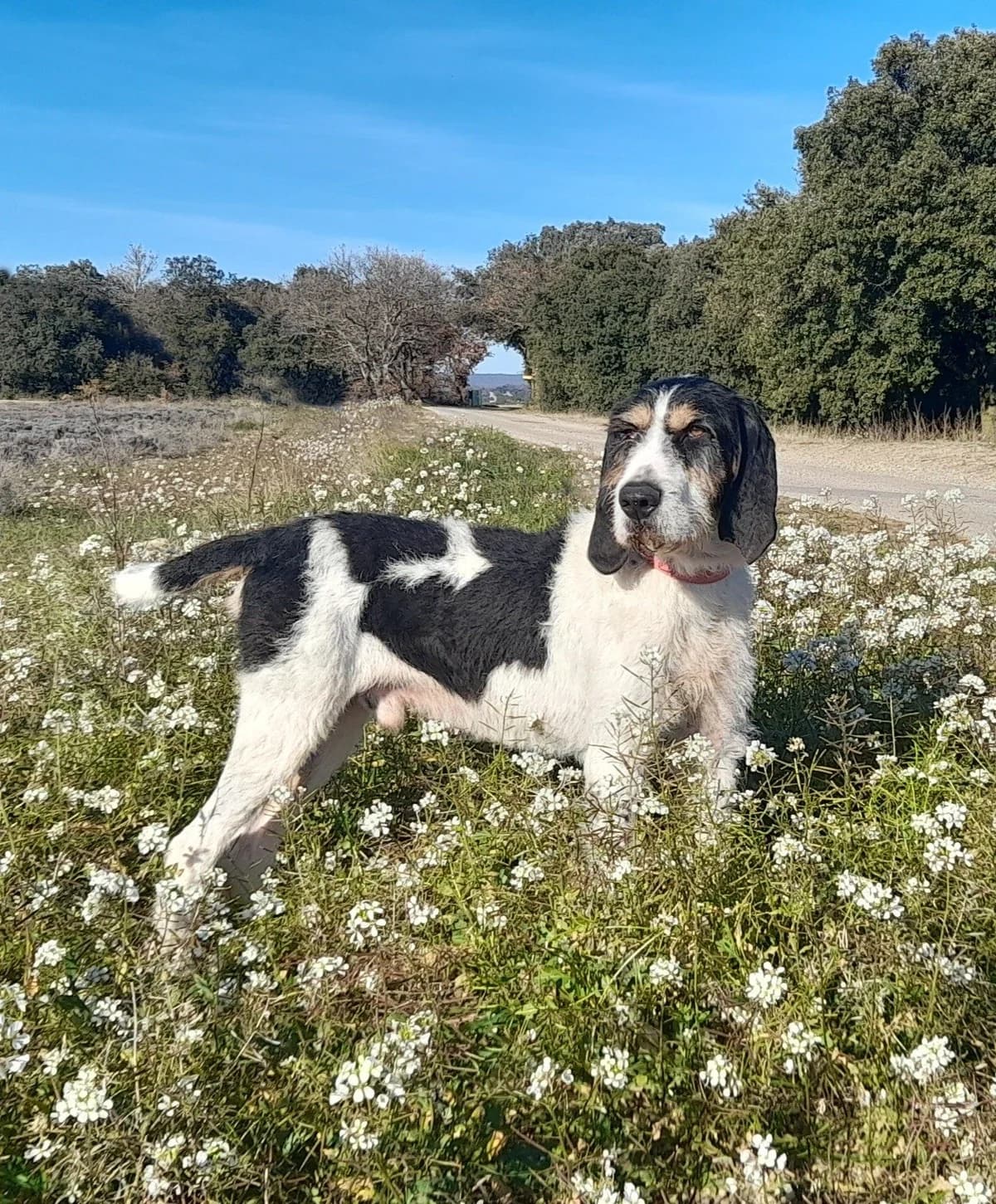 STARKY, male 5yo mixed breed for adoption at SPA de l