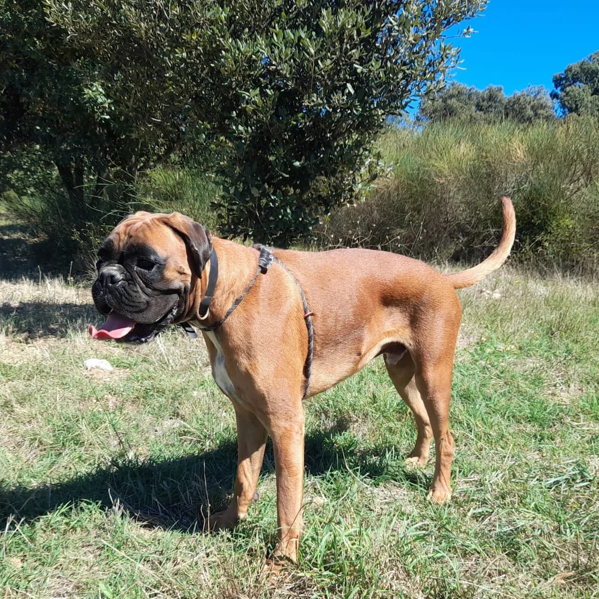 Tequila, male young mixed breed for adoption at SPA Grillon