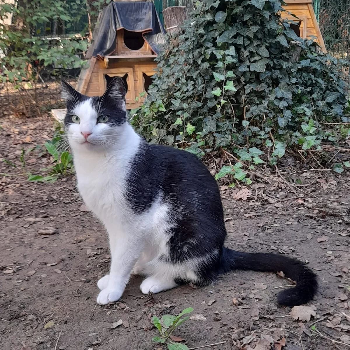 Tilio, male 4yo European Shorthair for adoption at SPA Grillon