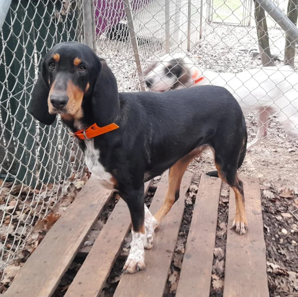 USHKA, female 3yo mixed breed for adoption at SPA de l