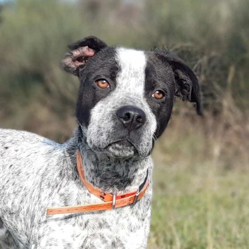 VANGO, male young mixed breed for adoption at SPA de l