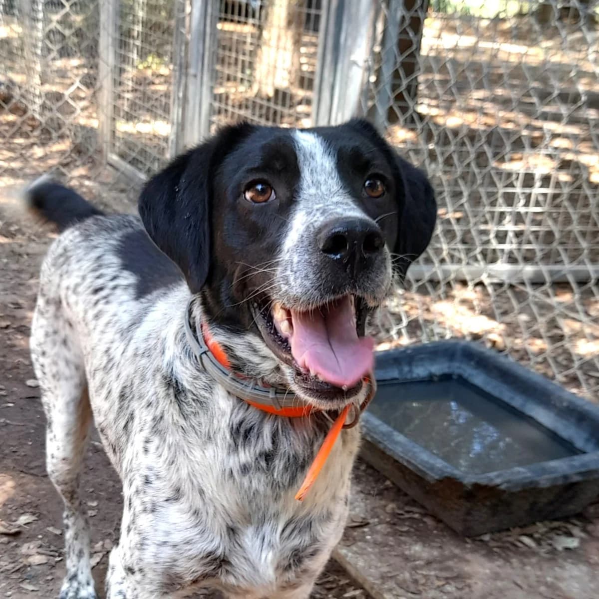 Willy, male 7yo Border Collie for adoption at SPA Grillon