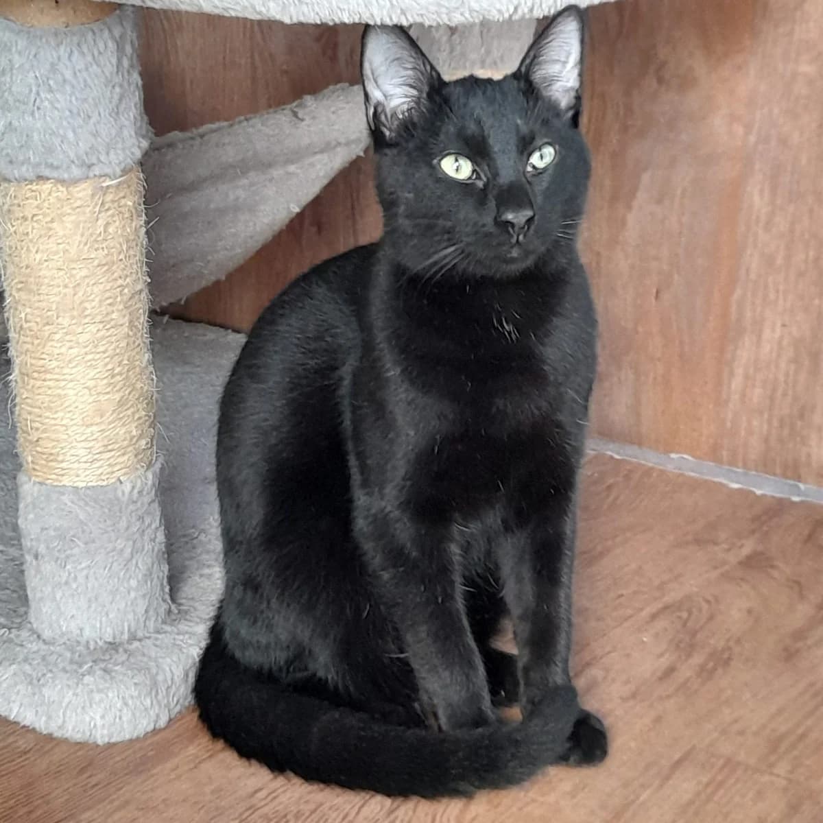 Zenon, male young European Shorthair for adoption at SPA Grillon