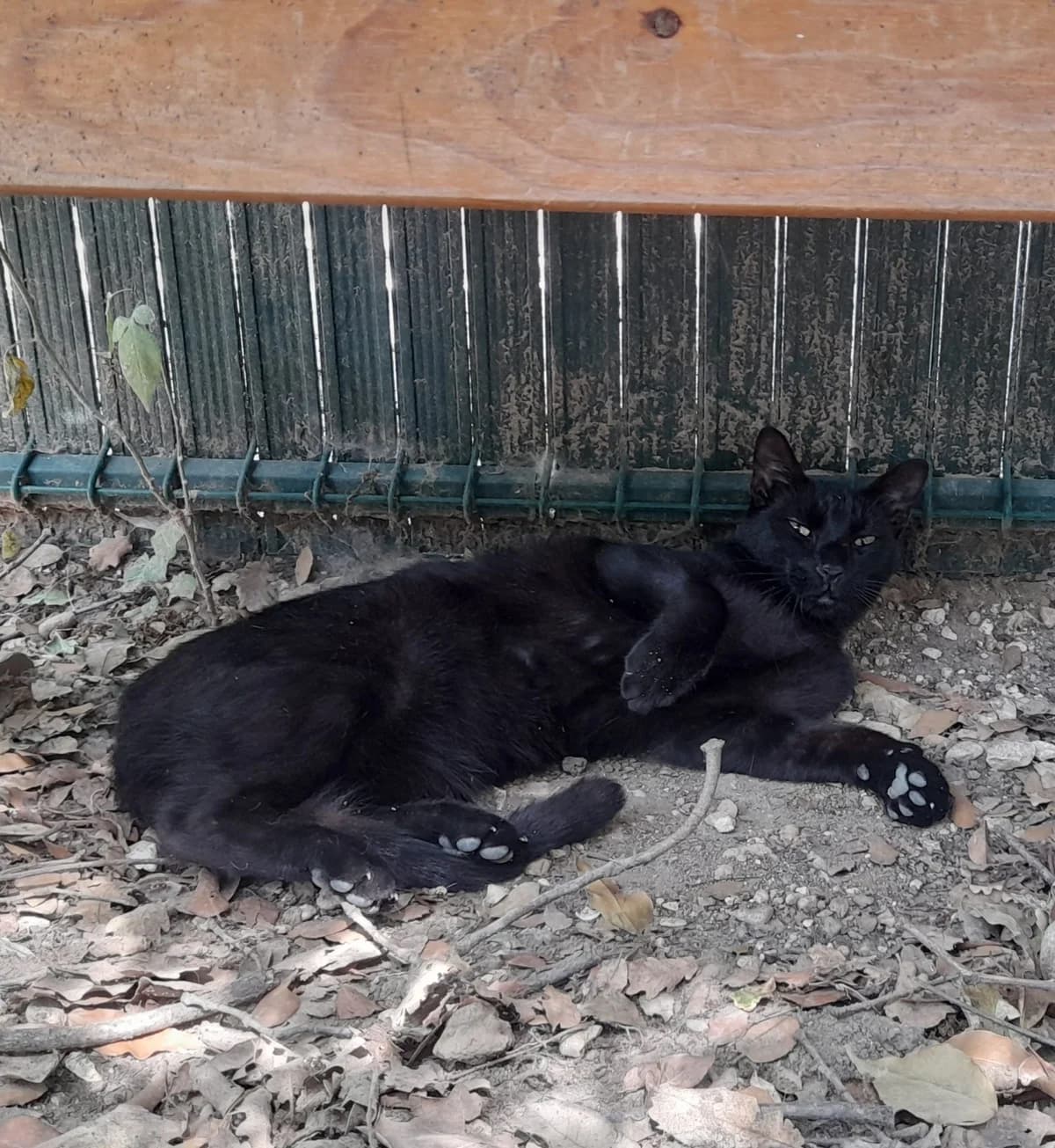 ZOLA, male young European Shorthair for adoption at SPA de l