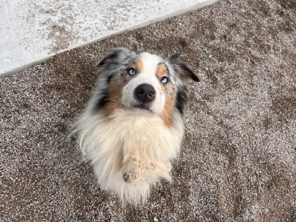 UBY, male young Australian Shepherd for adoption at Coeur de Flandres), Hazebrouck