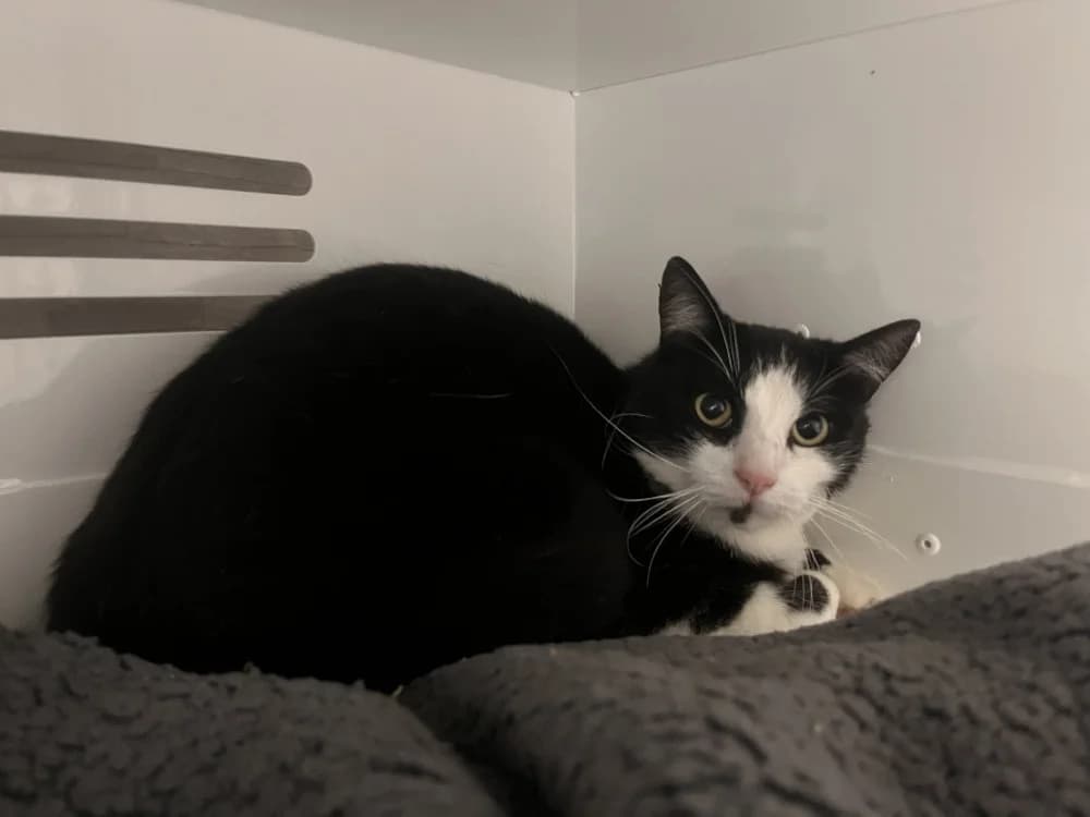 FIGARO, male young Mixed Breed for adoption at Coeur de Flandres), Hazebrouck