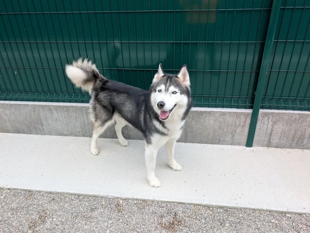 DIAMOND, male 4yo Husky for adoption at Coeur de Flandres), Hazebrouck