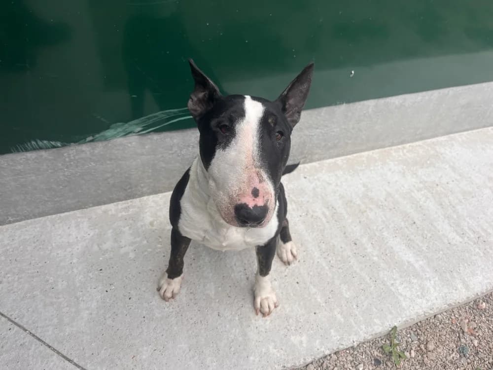 PIN UP, female 6yo Bull Terrier for adoption at Coeur de Flandres), Hazebrouck