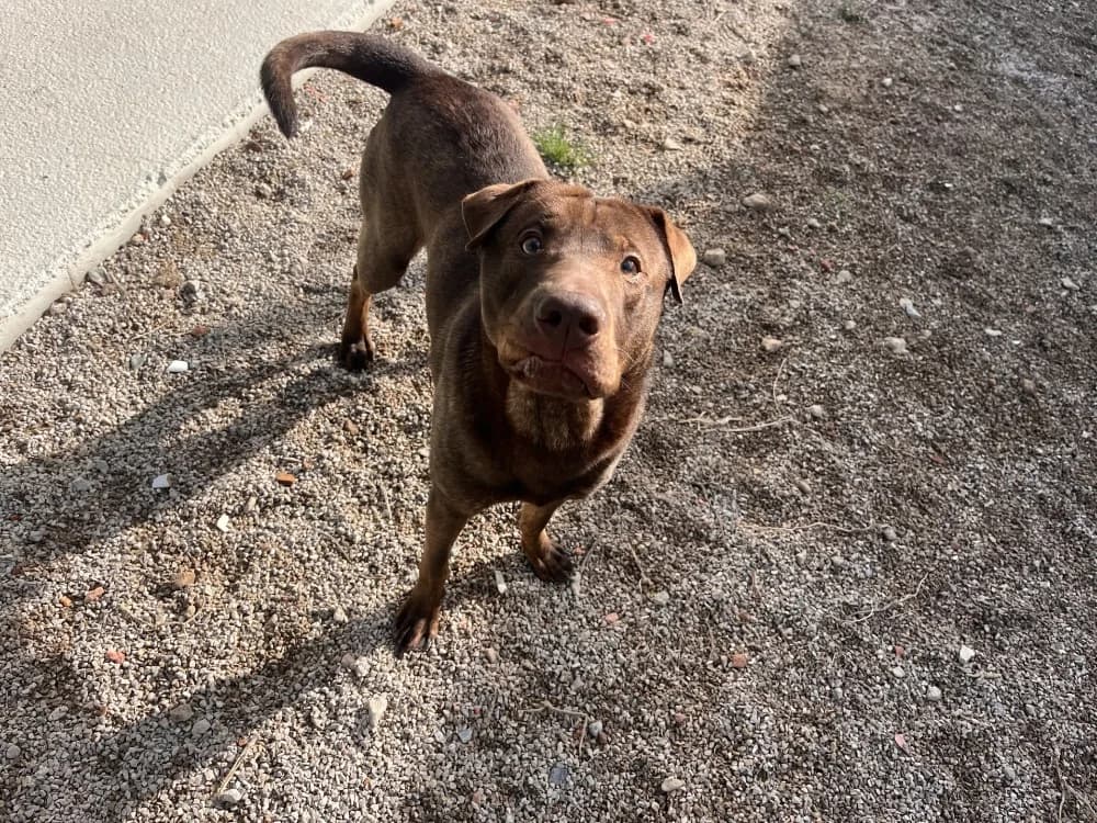 IRUS, male young Shar Pei for adoption at Coeur de Flandres), Hazebrouck