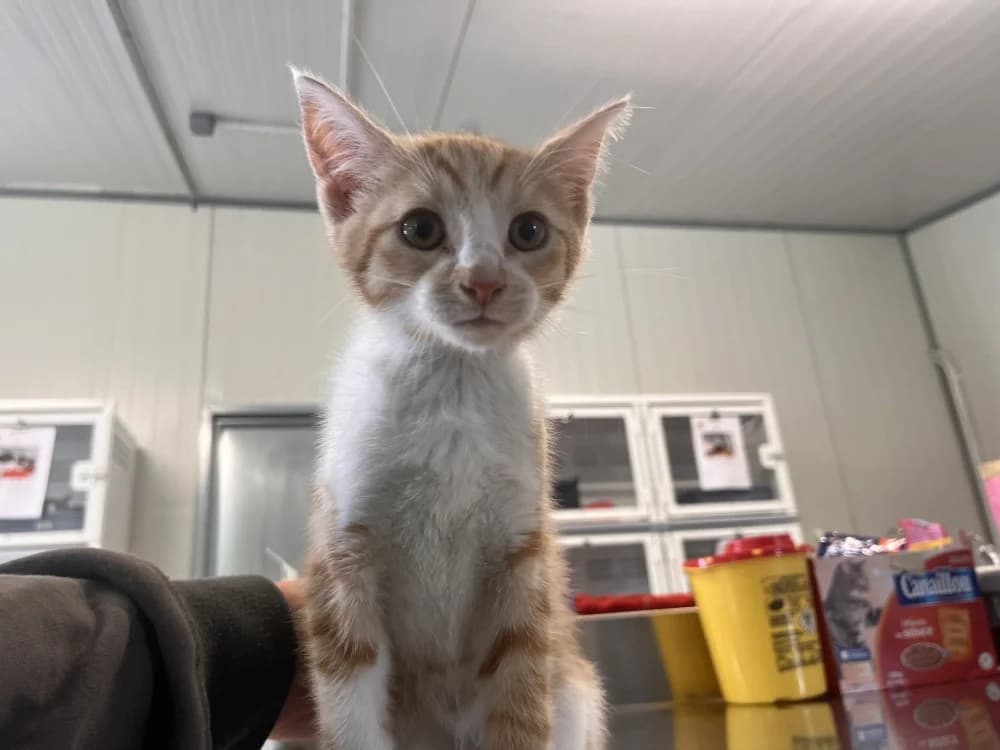 SANGO KU, male puppy Mixed Breed for adoption at Coeur de Flandres), Hazebrouck