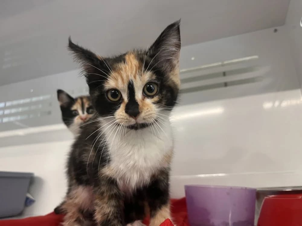 CHANELLE, female Mixed Breed for adoption at Coeur de Flandres), Hazebrouck