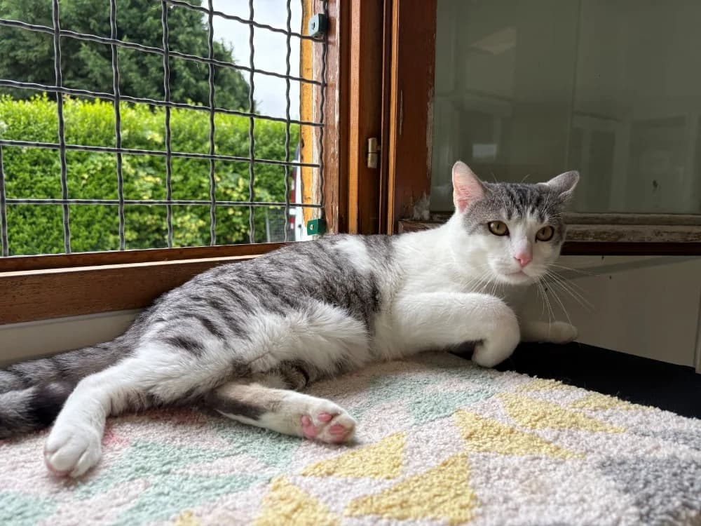 PIOU PIOU, male 3yo Mixed Breed for adoption at Coeur de Flandres), Hazebrouck