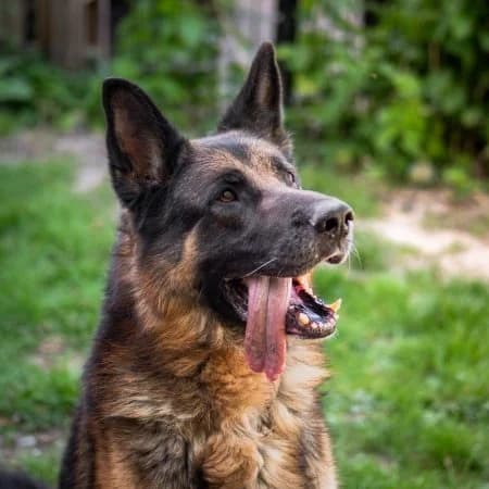 FALKO, male senior German Shepherd for adoption at Coeur de Flandres), Hazebrouck