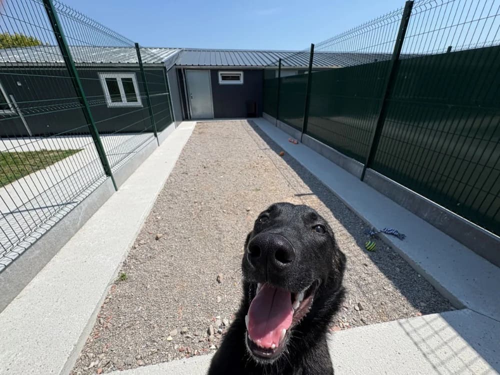 ALASKA, female mixed breed for adoption at Coeur de Flandres), Hazebrouck