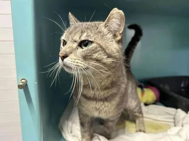 NECTAR (FIV+), male 5yo Mixed Breed for adoption at Coeur de Flandres), Hazebrouck