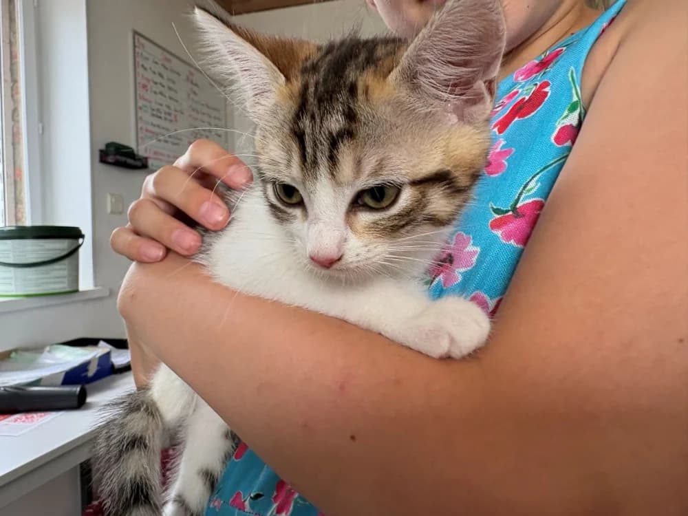 LAVANDE, female Mixed Breed for adoption at Coeur de Flandres), Hazebrouck