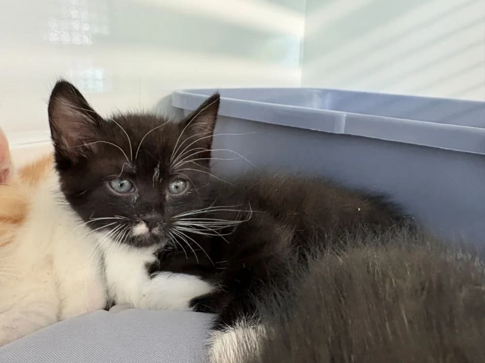 PANDA, male puppy mixed breed for adoption at Coeur de Flandres), Hazebrouck