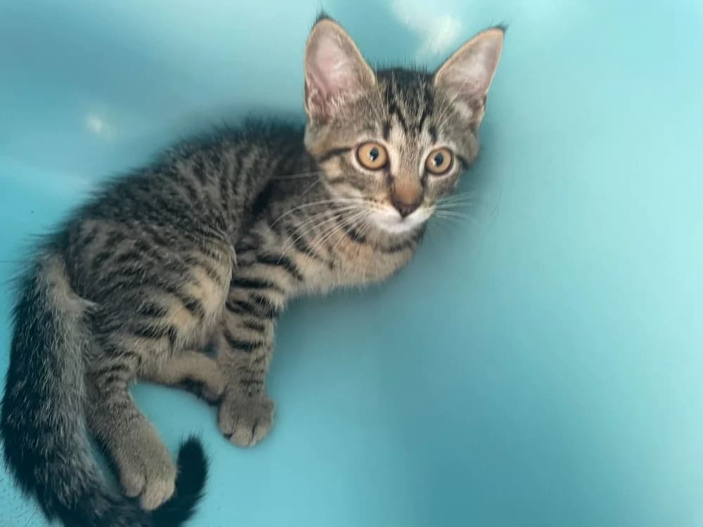 BART, male puppy Mixed Breed for adoption at Coeur de Flandres), Hazebrouck