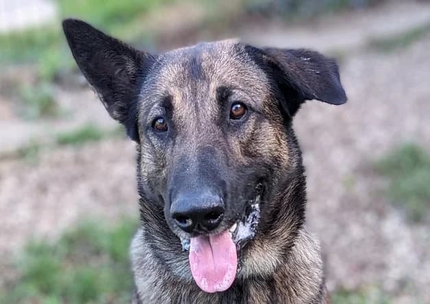 SALTO, male 5yo Mixed Breed for adoption at Coeur de Flandres), Hazebrouck