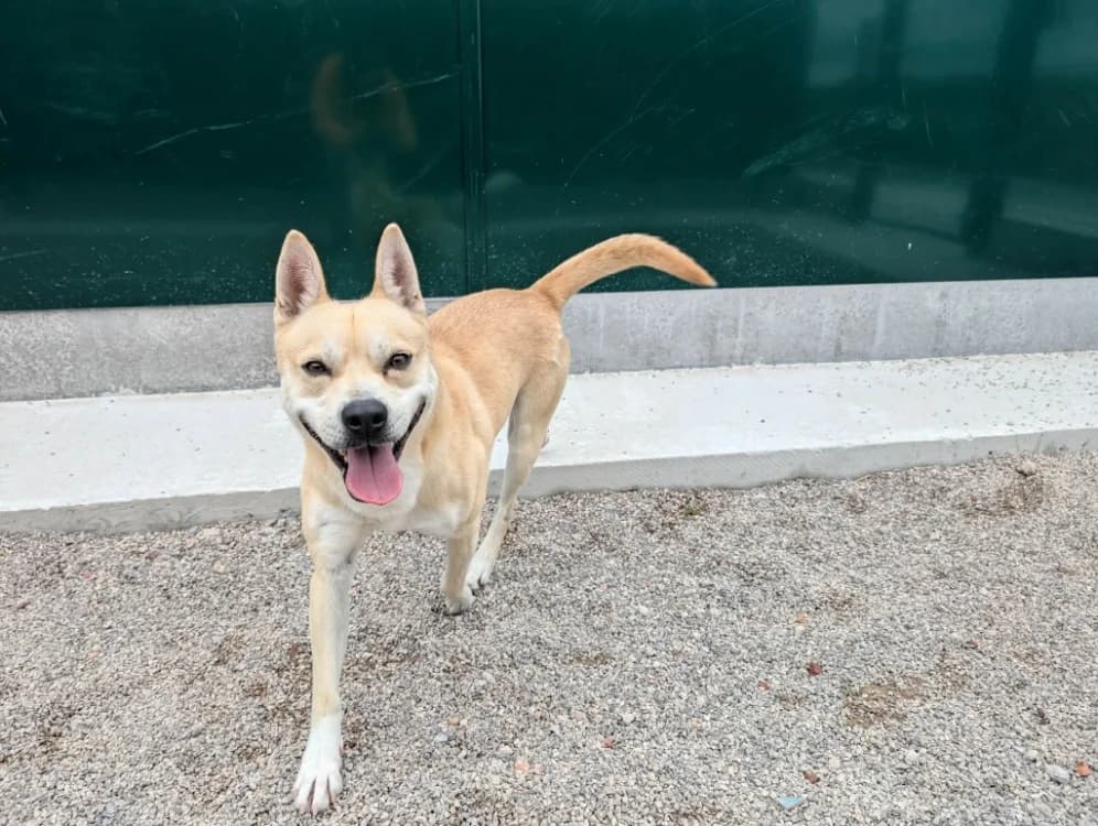 RAPIPOU, male 4yo Akita for adoption at Coeur de Flandres), Hazebrouck