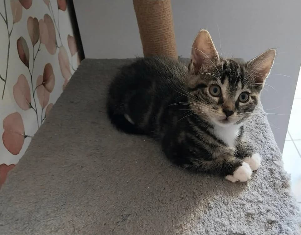 OLAF, male puppy German Shepherd for adoption at Coeur de Flandres), Hazebrouck