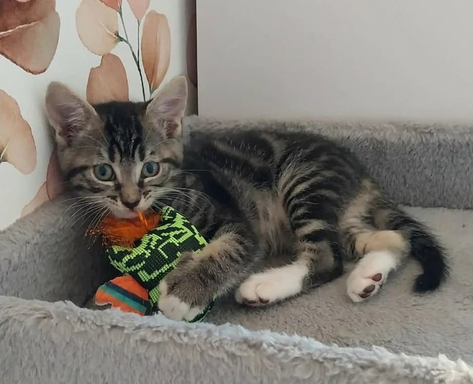 SWEN, male puppy Mixed Breed for adoption at Coeur de Flandres), Hazebrouck