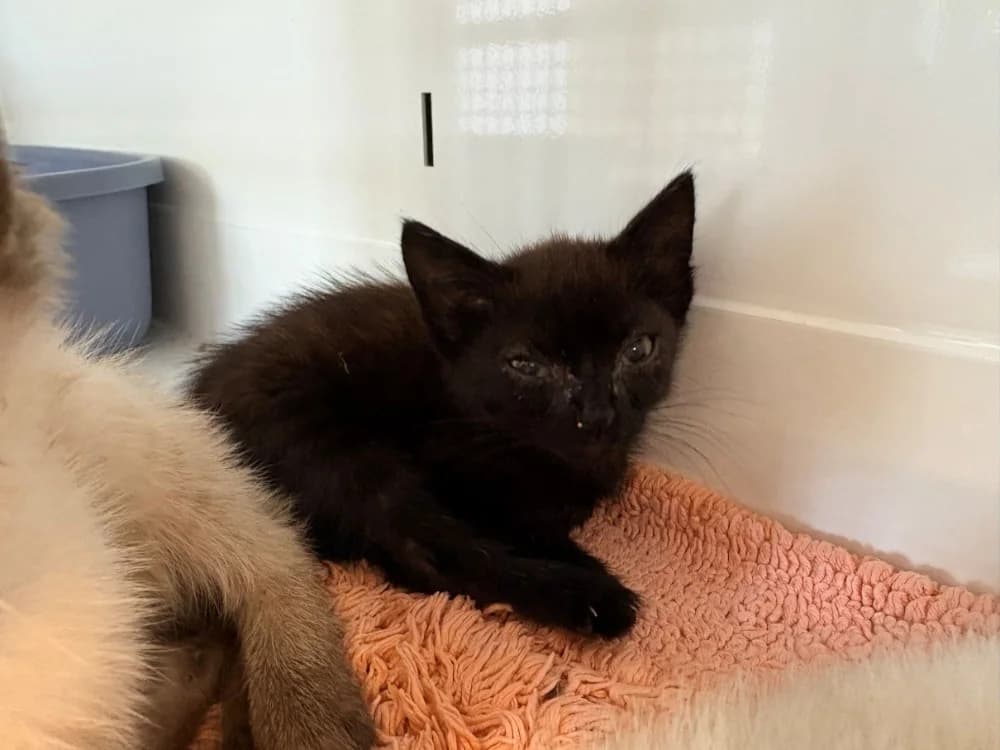 NOIRETTE, male Mixed Breed for adoption at Coeur de Flandres), Hazebrouck