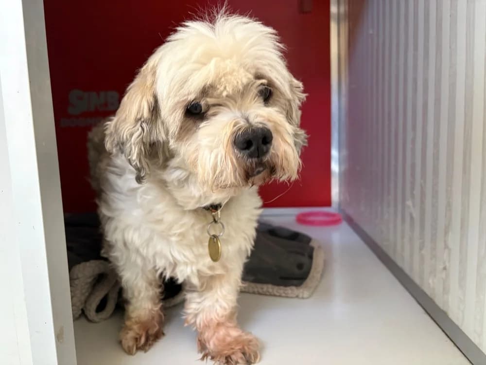 HARRY, male senior mixed breed for adoption at Coeur de Flandres), Hazebrouck