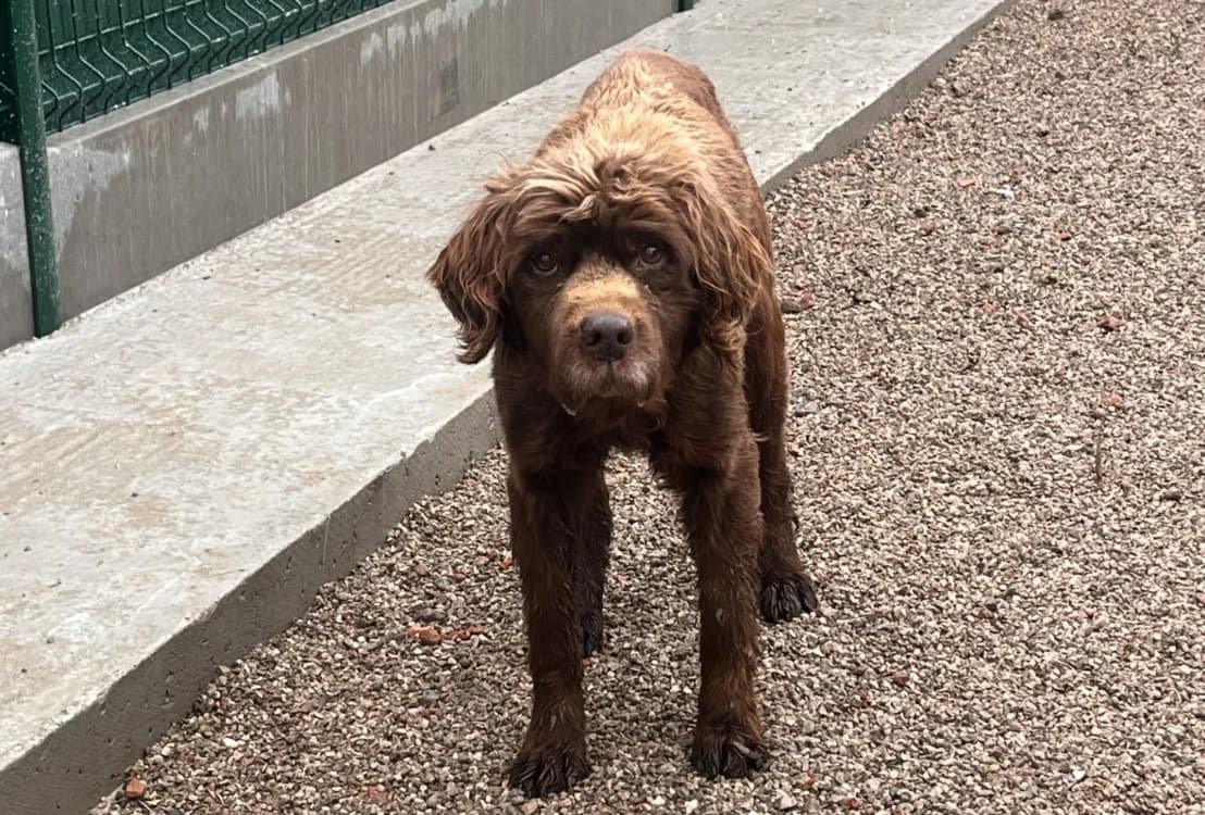 ROTWELL, male senior English Setter for adoption at Coeur de Flandres), Hazebrouck