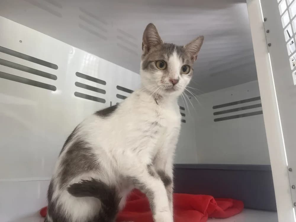 PAPILLOTTE, female 3yo Mixed Breed for adoption at Coeur de Flandres), Hazebrouck
