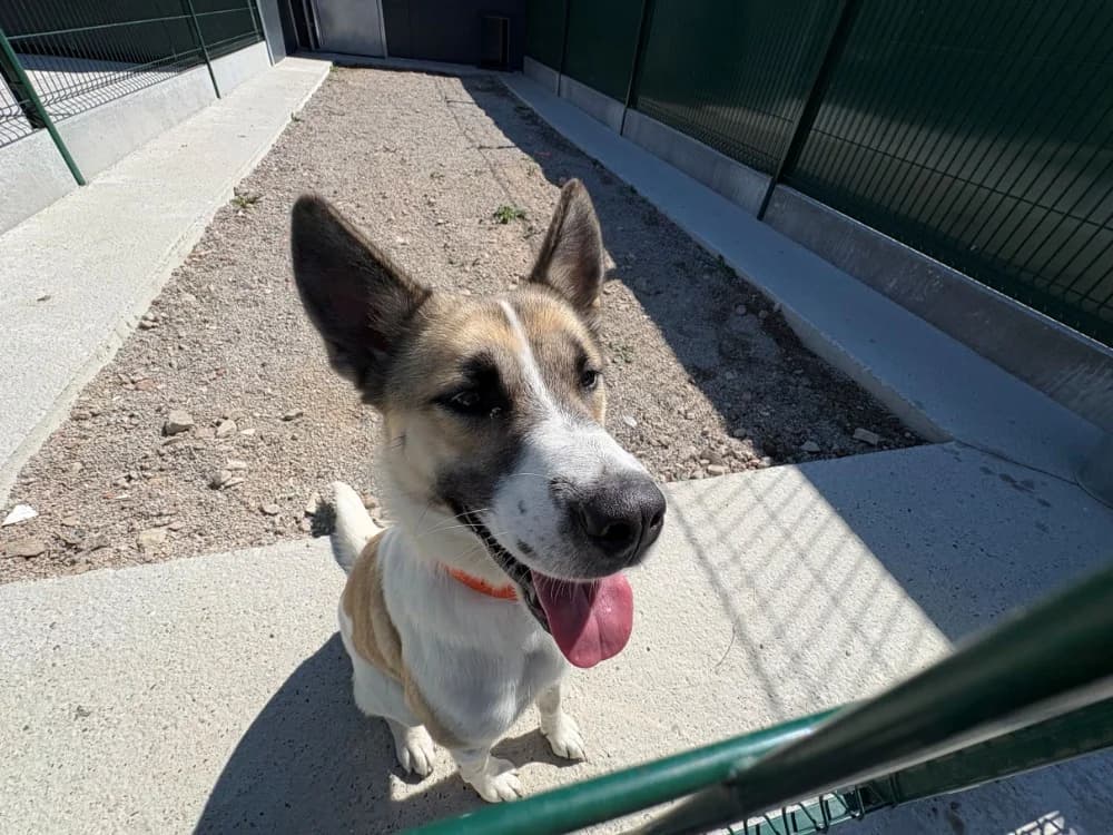 ATHENA, female young Akita for adoption at Coeur de Flandres), Hazebrouck