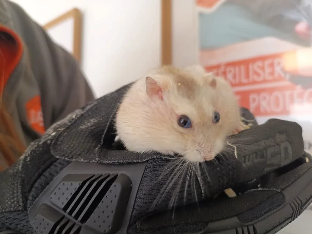 HAMSTERMINATOR, female Mixed Breed for adoption at Coeur de Flandres), Hazebrouck