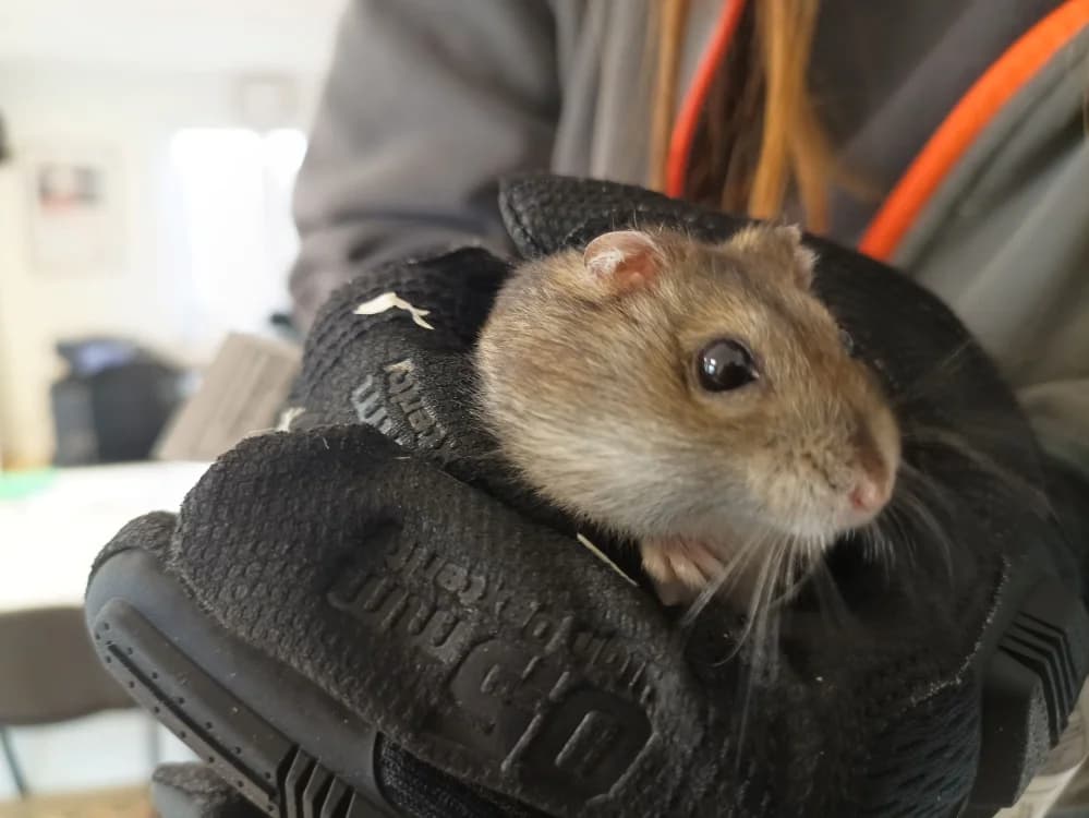 HAMSTERATOR, male Mixed Breed for adoption at Coeur de Flandres), Hazebrouck